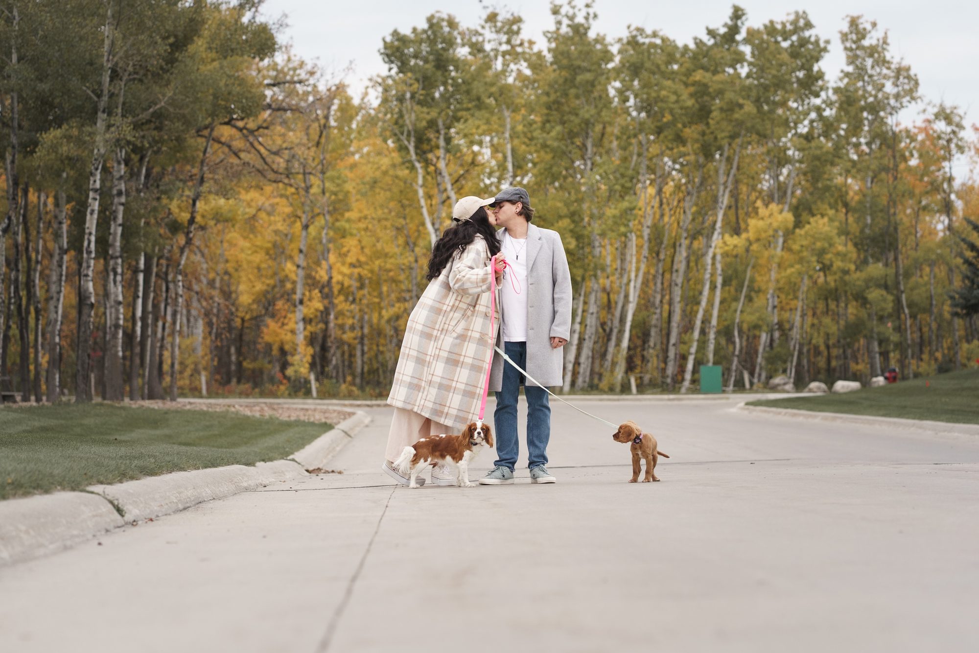 Couple walking two spaniels along a park path with autumn birches behind them, Winnipeg